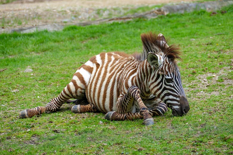 Böhmzebra-Jungtier am 21. August 2021 auf der Afrika-Anlage im Zoologischen Garten Wuppertal