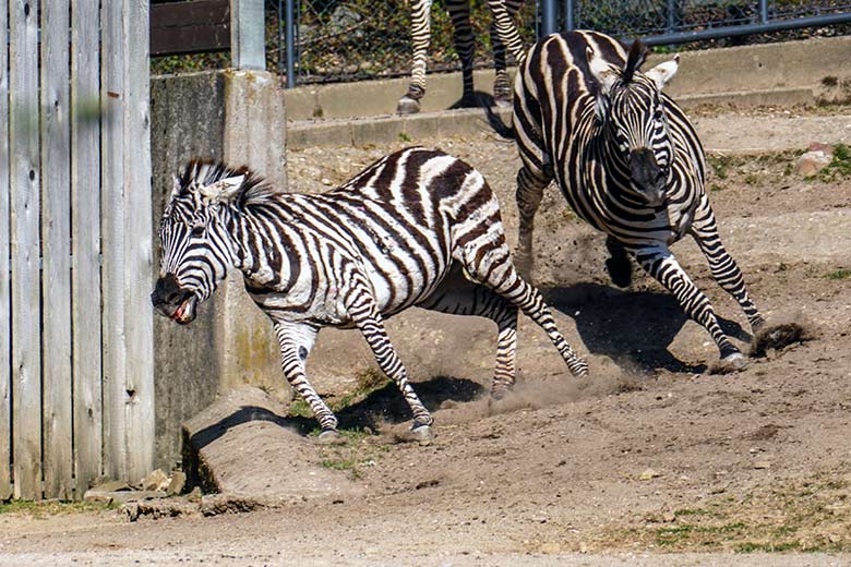 Böhmzebra-Stute CHARLOTT und Böhmzebra-Hengst SETH am 26. März 2022 auf der Afrika-Anlage im Zoo Wuppertal