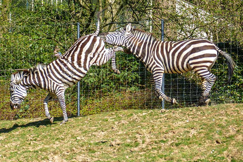 Böhmzebra-Stute CHARLOTT und Böhmzebra-Hengst SETH am 26. März 2022 auf der Afrika-Anlage im Grünen Zoo Wuppertal