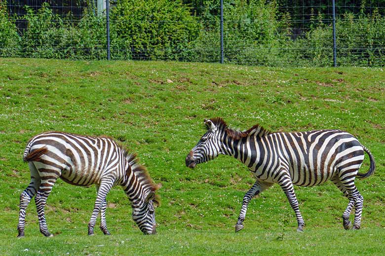 Männliches Böhmzebra-Jungtier KEMI mit seiner Böhmzebra-Mutter FADILA (rechts) am 28. Juni 2022 auf der Afrika-Anlage im Wuppertaler Zoo