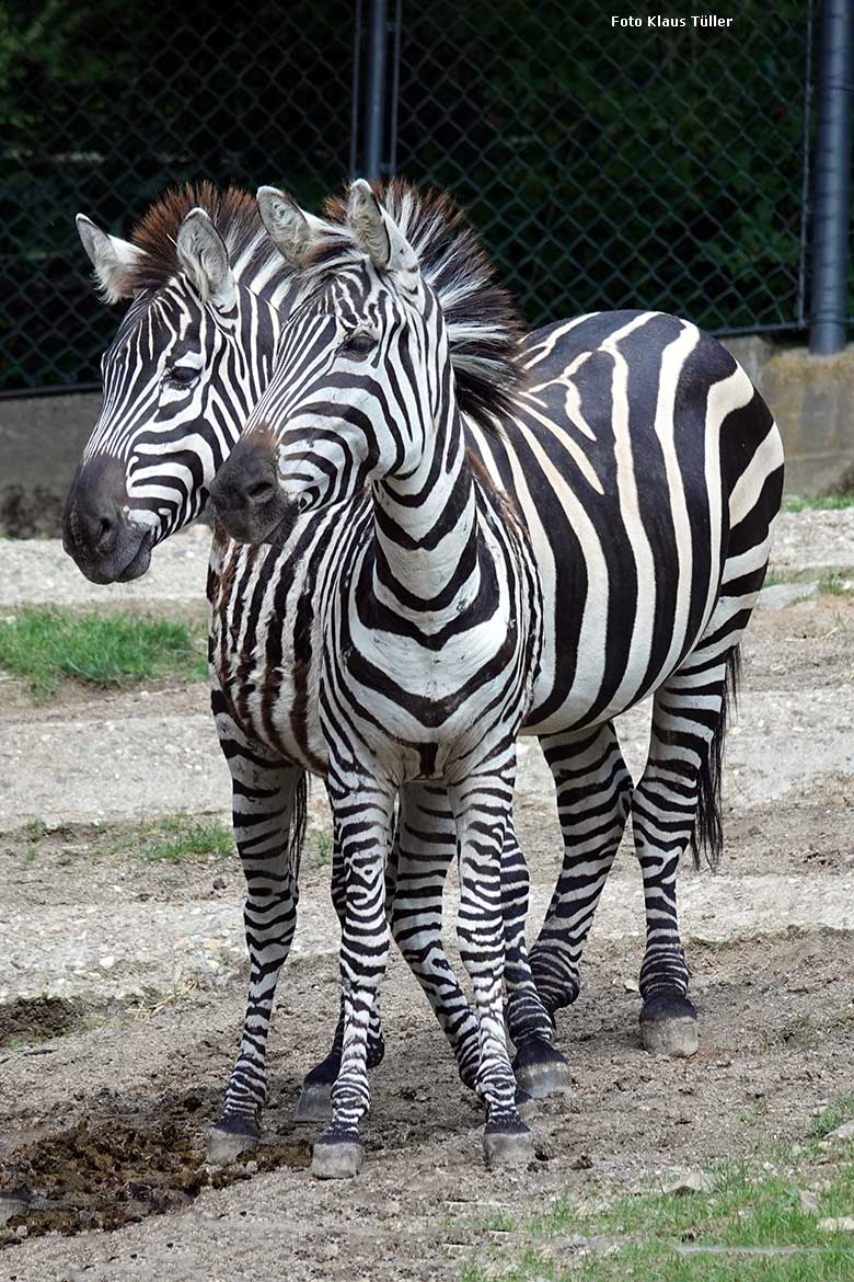 Böhmzebras am 3. Juli 2022 auf der Afrika-Anlage im Zoologischen Garten der Stadt Wuppertal (Foto Klaus Tüller)