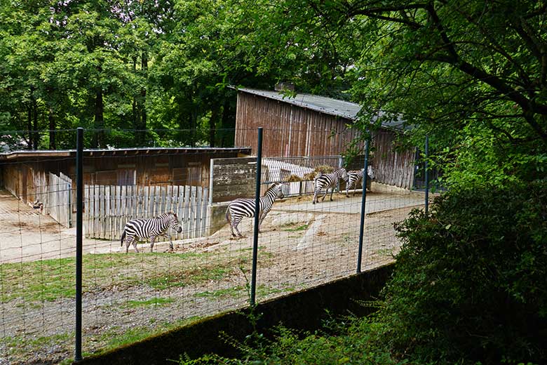 Die vier verbliebenen Böhmzebras am 2. August 2022 auf der Afrika-Anlage im Zoo Wuppertal