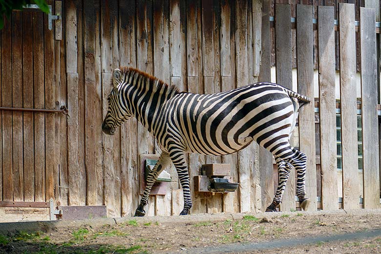Suchende Böhmzebra-Stute FADILA am 2. August 2022 auf der Afrika-Anlage im Wuppertaler Zoo