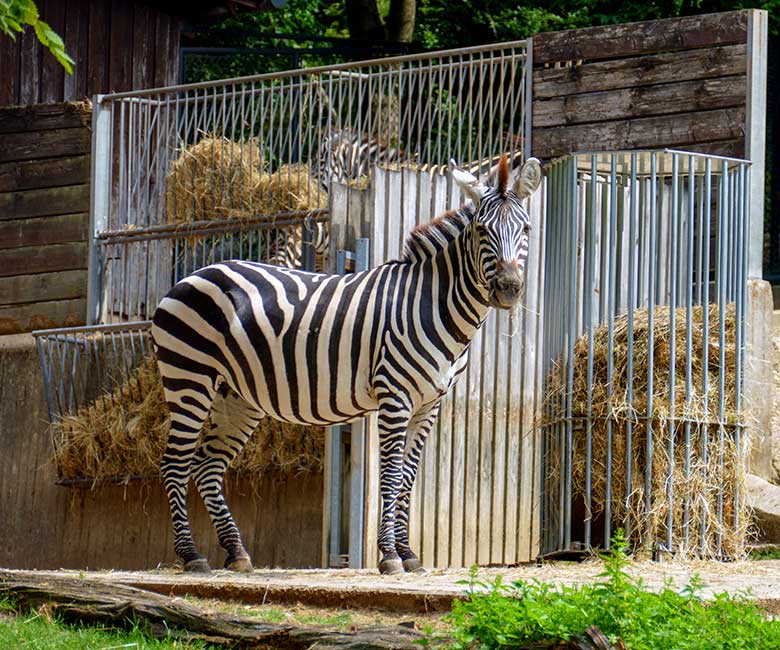 Suchende Böhmzebra-Stute FADILA am 2. August 2022 auf der Afrika-Anlage im Zoo Wuppertal