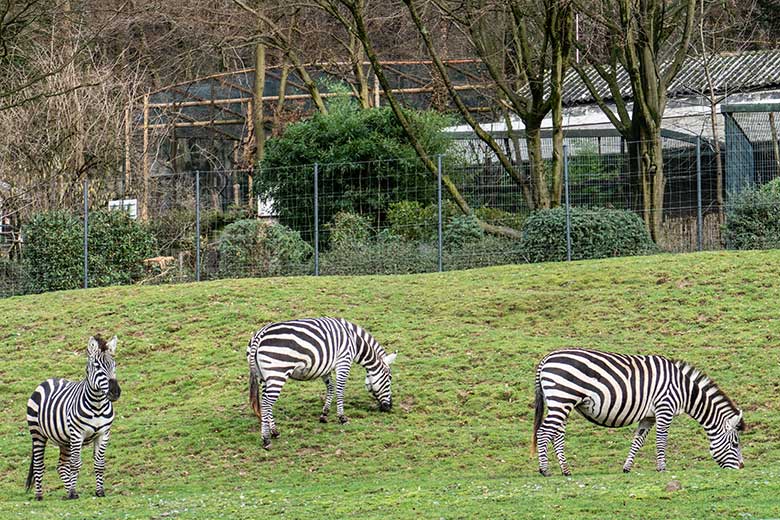 Böhmzebra-Hengst SETH mit Böhmzebra-Stute DUMI und Böhmzebra-Stute FADILA am 11. Januar 2023 auf der Afrika-Anlage im Zoo Wuppertal