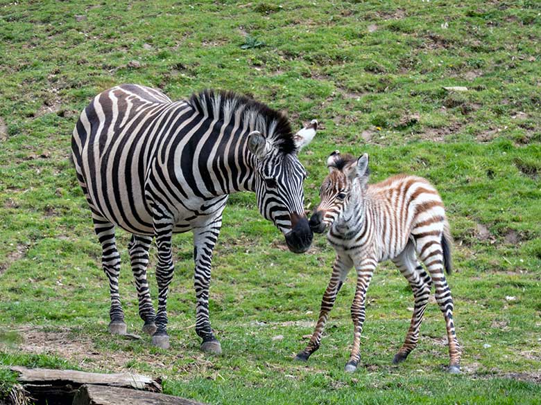 Böhmzebra-Stute FADILA mit Böhmzebra-Jungtier am 14. April 2023 auf der Afrika-Anlage im Wuppertaler Zoo