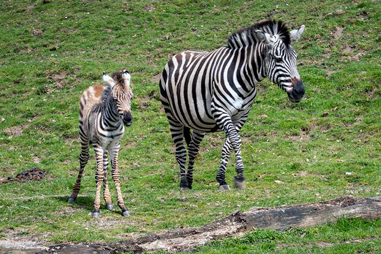 Böhmzebra-Stute FADILA mit Böhmzebra-Jungtier am 14. April 2023 auf der Afrika-Anlage im Grünen Zoo Wuppertal