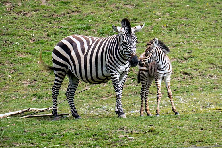 Böhmzebra-Stute FADILA mit Böhmzebra-Jungtier am 14. April 2023 auf der Afrika-Anlage im Zoologischen Garten Wuppertal