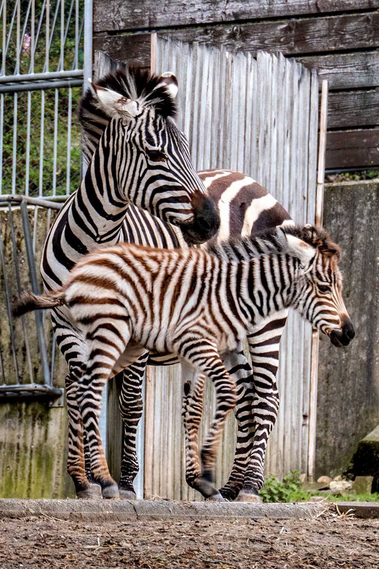 Böhmzebra-Stute FADILA mit Böhmzebra-Jungtier am 14. April 2023 auf der Afrika-Anlage im Grünen Zoo Wuppertal