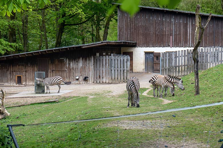 Vier Böhmzebras am 14. April 2024 auf der Afrika-Anlage im Zoo Wuppertal