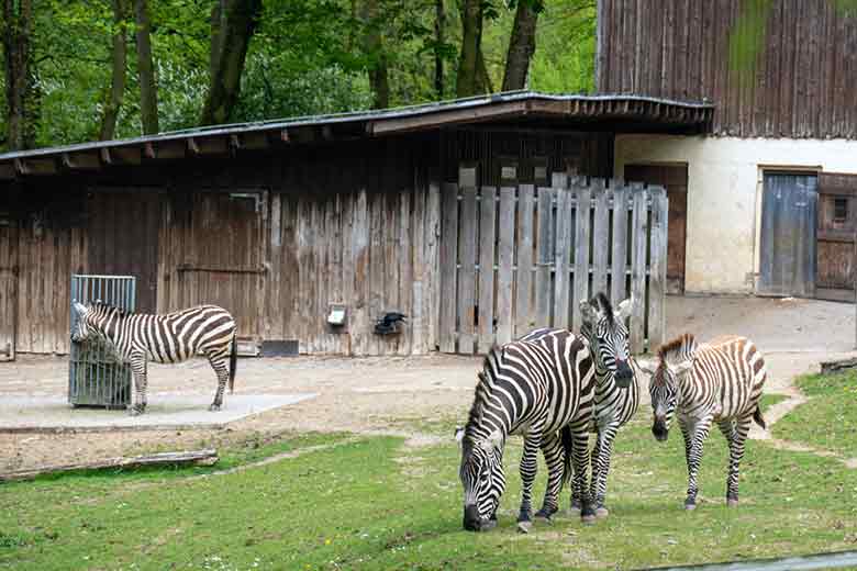 Vier Böhmzebras am 14. April 2024 auf der Afrika-Anlage im Grünen Zoo Wuppertal