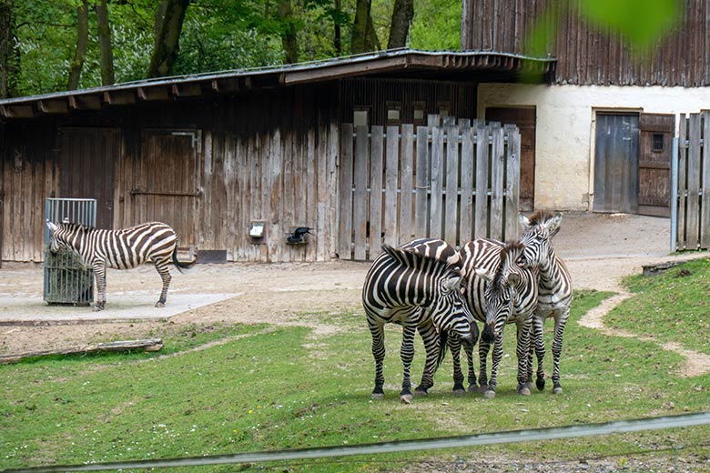 Vier Böhmzebras am 14. April 2024 auf der Afrika-Anlage im Zoologischen Garten der Stadt Wuppertal