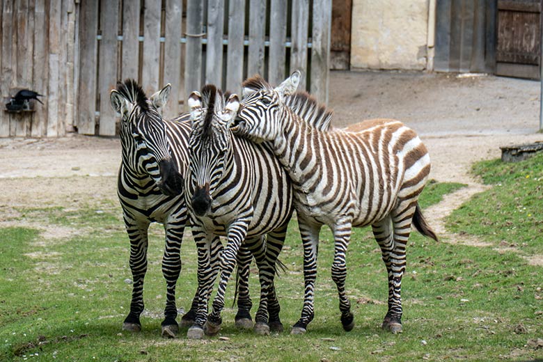 Drei Böhmzebras am 14. April 2024 auf der Afrika-Anlage im Zoo Wuppertal