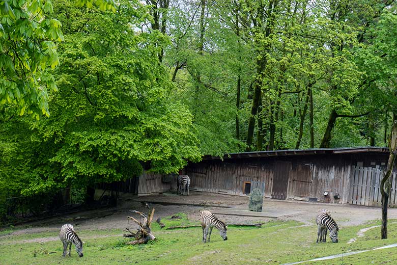 Vier Böhmzebras am 20. April 2024 auf der Afrika-Anlage im Wuppertaler Zoo