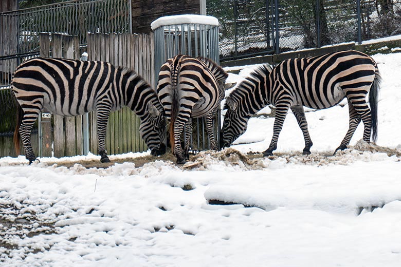 Böhmzebra-Stute DUMI mit Böhmzebra-Tochter FADILA und Böhmzebra-Hengst SETH im Schnee am 10. Januar 2025 auf der sogenannten Afrika-Anlage im Grünen Zoo Wuppertal
