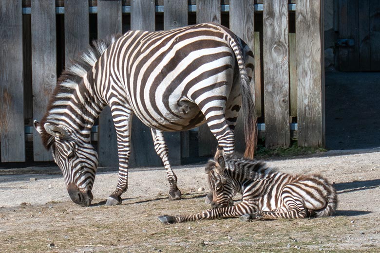 Böhm-Zebra Stute FADILA mit Jungtier am 3. April 2025 auf der Zebra-Außenanlage im Grünen Zoo Wuppertal