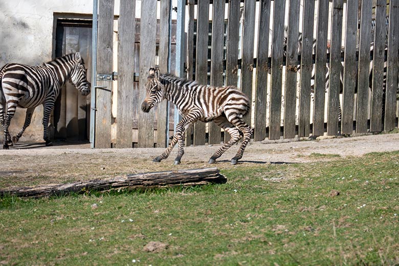 Böhm-Zebra-Jungtier an seinem ersten Lebenstag am 3. April 2025 auf der Zebra-Außenanlage im Zoo Wuppertal
