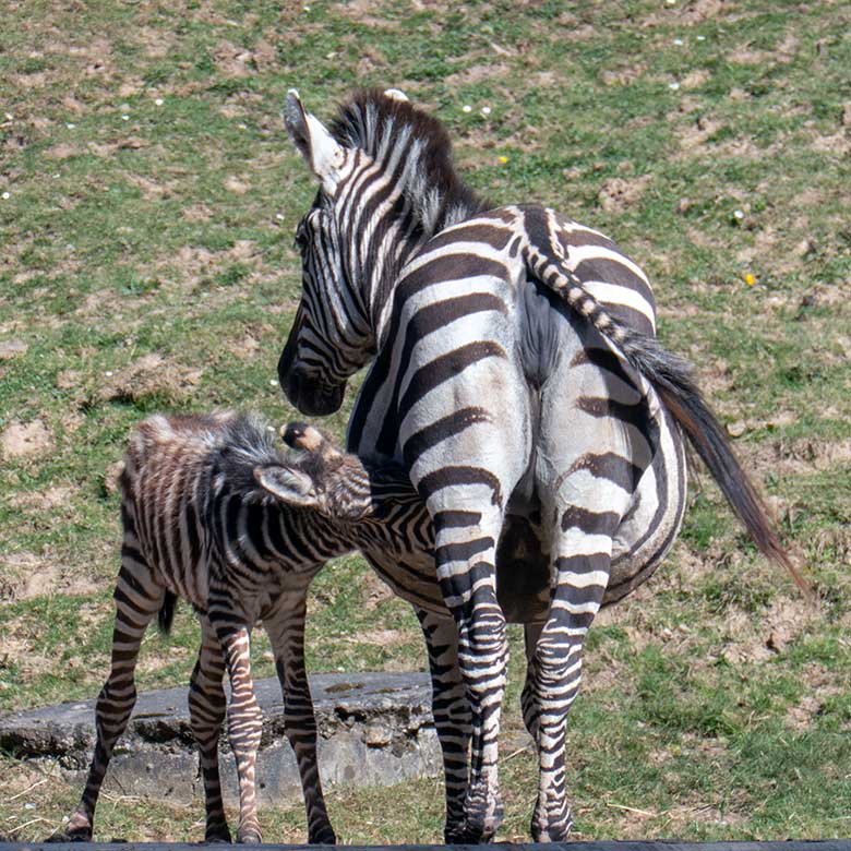 Böhm-Zebra Stute FADILA mit Jungtier am 3. April 2025 auf der Zebra-Außenanlage im Grünen Zoo Wuppertal