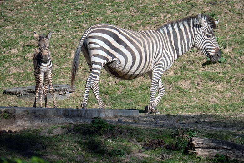 Böhm-Zebra Stute FADILA mit Jungtier am 3. April 2025 auf der Zebra-Außenanlage im Zoologischen Garten der Stadt Wuppertal