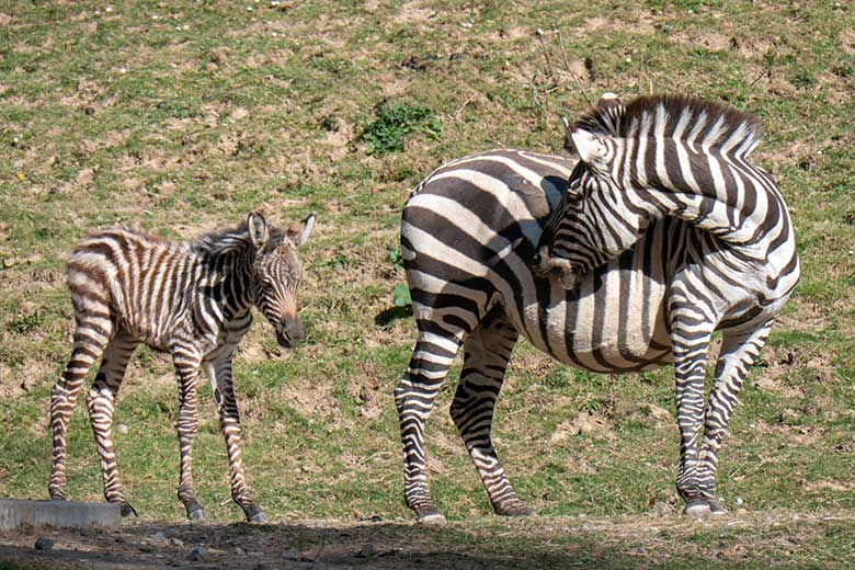 Böhm-Zebra Stute FADILA mit Jungtier am 3. April 2025 auf der Zebra-Außenanlage im Wuppertaler Zoo