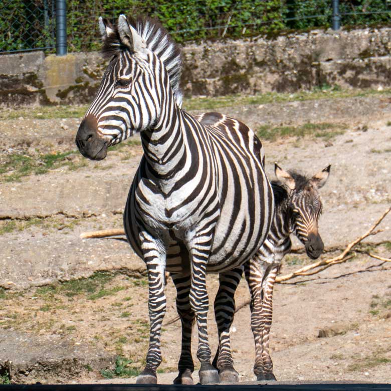 Böhm-Zebra Stute FADILA mit Jungtier am 3. April 2025 auf der Zebra-Außenanlage im Grünen Zoo Wuppertal