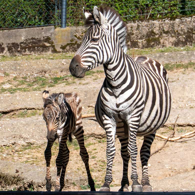 Böhm-Zebra Stute FADILA mit Jungtier am 3. April 2025 auf der Zebra-Außenanlage im Zoologischen Garten Wuppertal