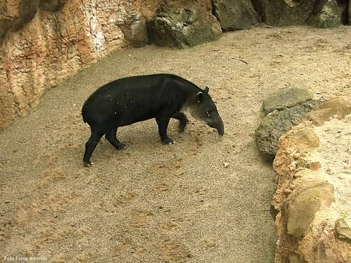 Mittelamerikanischer Tapir im Zoologischen Garten Wuppertal im November 2003 (Foto Frank Gennes)