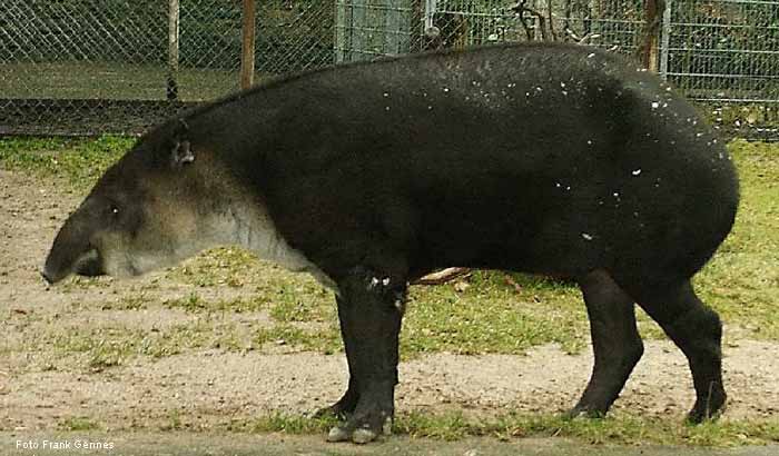 Mittelamerikanischer Tapir im Wuppertaler Zoo im November 2003 (Foto Frank Gennes)