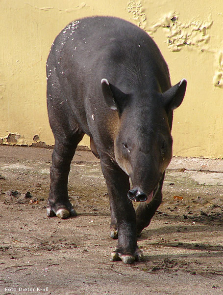 Mittelamerikanischer Tapir im Wuppertaler Zoo im Jahr 2008 (Foto Dieter Kraß)