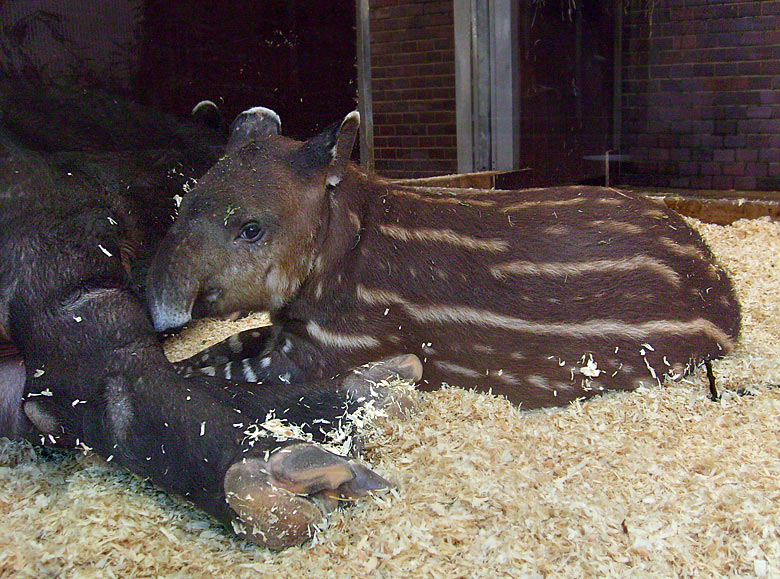 Mittelamerikanischer Tapir im Zoo Wuppertal im Oktober 2009