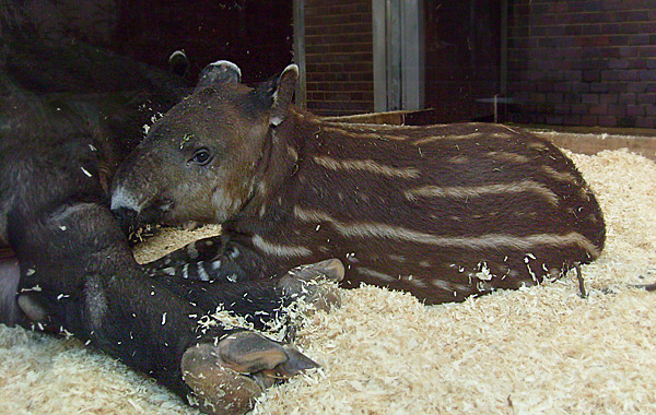 Mittelamerikanische Tapire im Wuppertaler Zoo im Oktober 2009