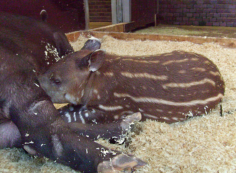 Mittelamerikanischer Tapir im Zoologischen Garten Wuppertal im Oktober 2009