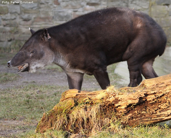 Mittelamerikanischer Tapir im Wuppertaler Zoo im Januar 2009 (Foto Peter Emmert)