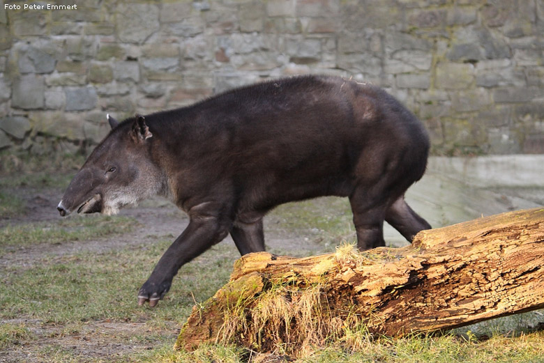 Mittelamerikanischer Tapir im Zoo Wuppertal im Januar 2009 (Foto Peter Emmert)