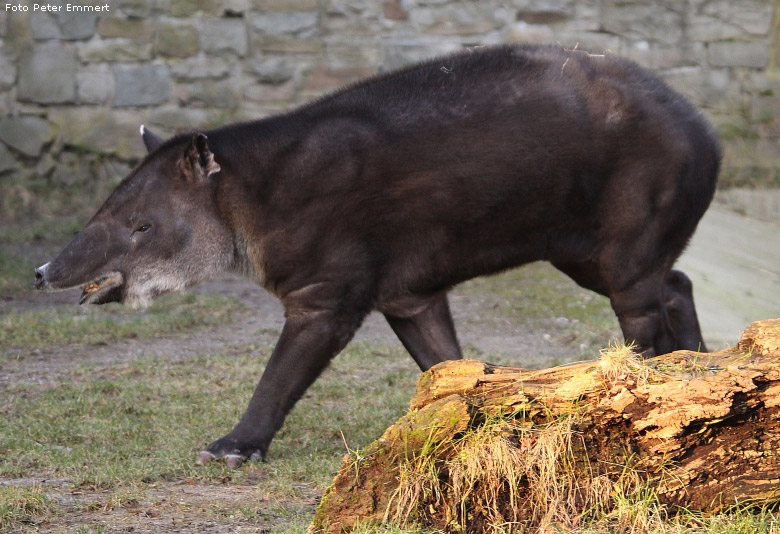 Mittelamerikanischer Tapir im Zoologischen Garten Wuppertal im Januar 2009 (Foto Peter Emmert)