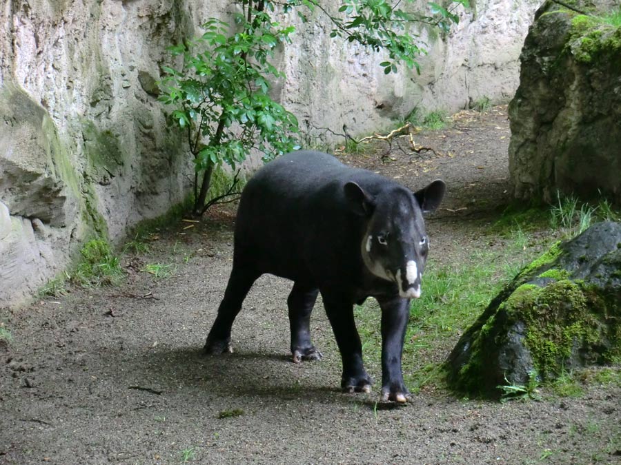 Mittelamerikanischer Tapir im Zoologischen Garten Wuppertal am 20. Mai 2013
