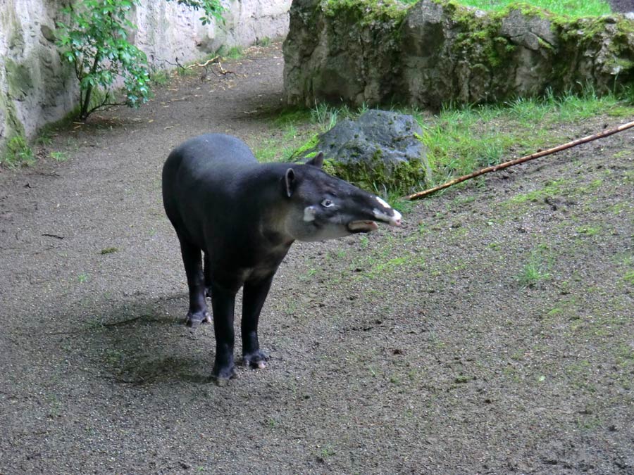Mittelamerikanischer Tapir im Wuppertaler Zoo am 20. Mai 2013