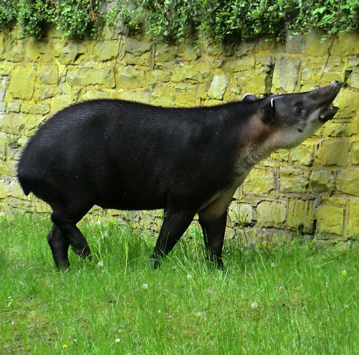 Mittelamerikanischer Tapir im Wuppertaler Zoo im Mai 2013