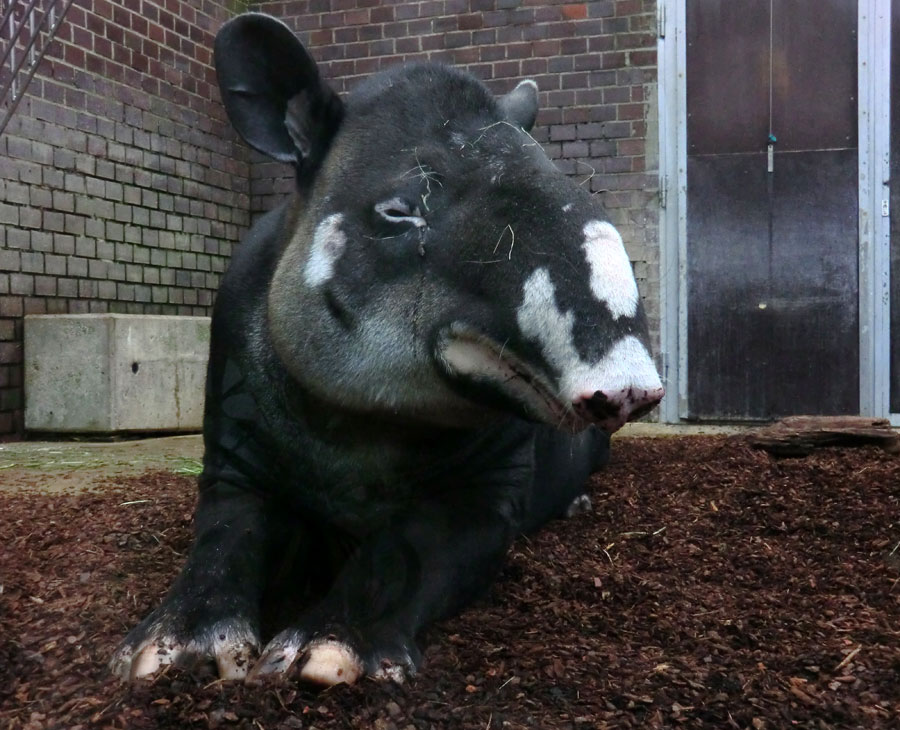 Mittelamerikanischer Tapir im Zoologischen Garten Wuppertal am 9. Juni 2013