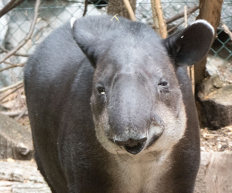 Mittelamerikanisches Tapir-Weibchen SUSANNA am 10. Juli 2019 auf der Außenanlage am Südamerika-Haus im Zoo Wuppertal