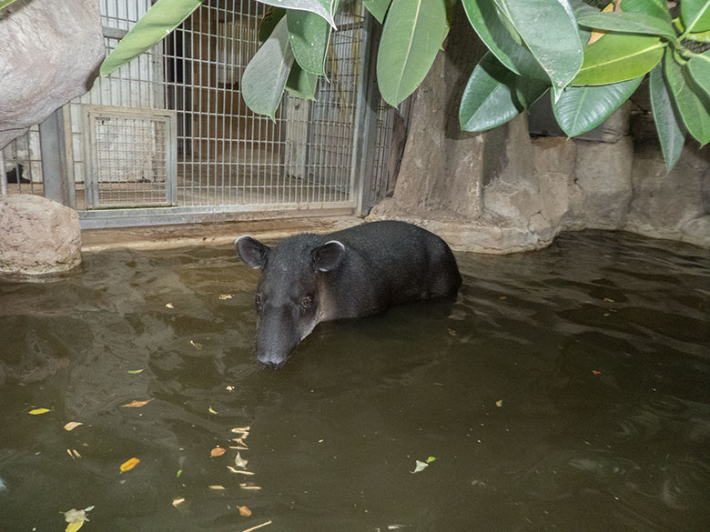 Mittelamerikanischer Tapir Weibchen SUSANNA am 30. September 2019 im Wasser im Südamerika-Haus im Grünen Zoo Wuppertal