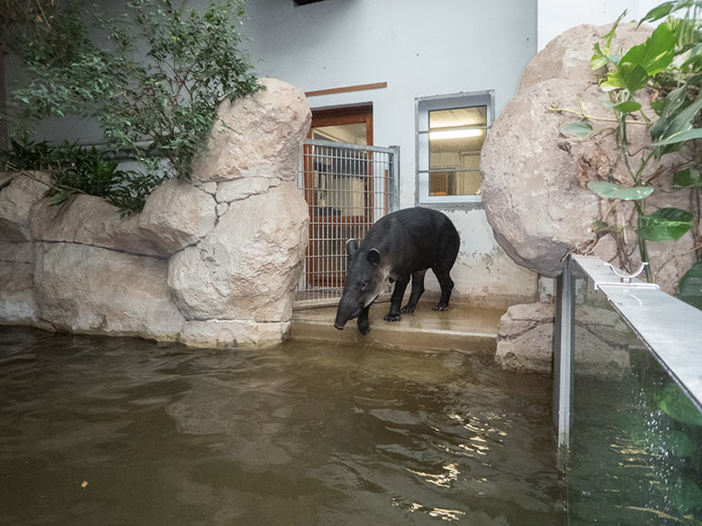 Mittelamerikanischer Tapir Weibchen SUSANNA am 30. September 2019 am Wasser im Südamerika-Haus im Wuppertaler Zoo