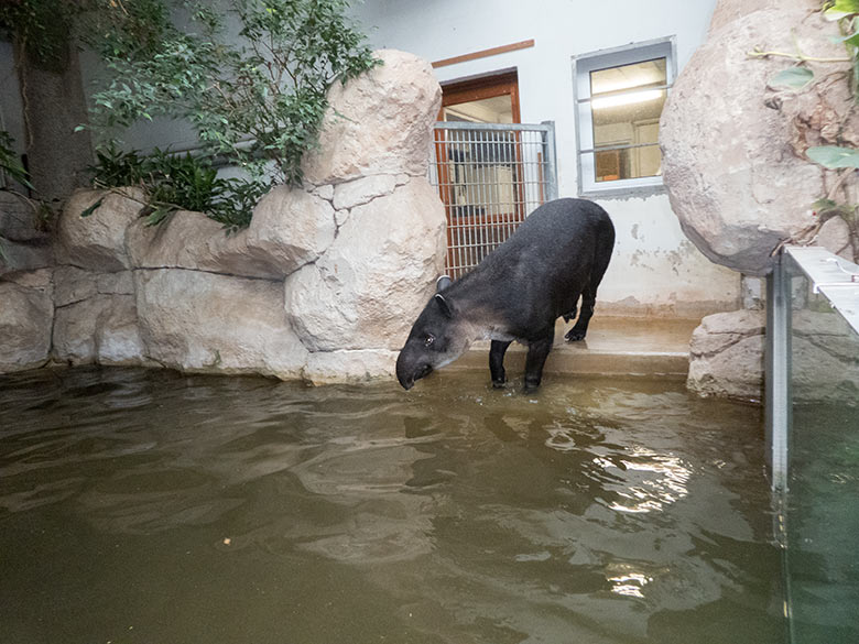 Mittelamerikanischer Tapir Weibchen SUSANNA am 30. September 2019 im Wasser im Südamerika-Haus im Zoo Wuppertal