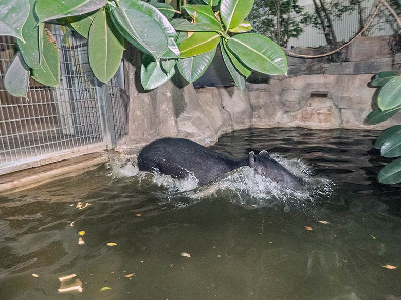 Mittelamerikanischer Tapir Weibchen SUSANNA am 30. September 2019 im Wasser im Südamerika-Haus im Grünen Zoo Wuppertal