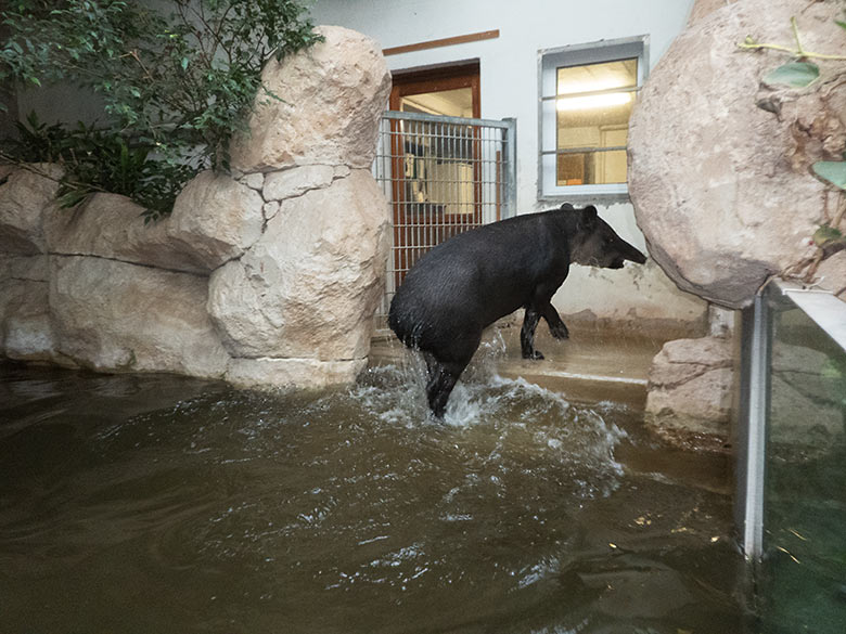 Mittelamerikanischer Tapir Weibchen SUSANNA am 30. September 2019 im Wasser im Südamerika-Haus im Zoologischen Garten der Stadt Wuppertal