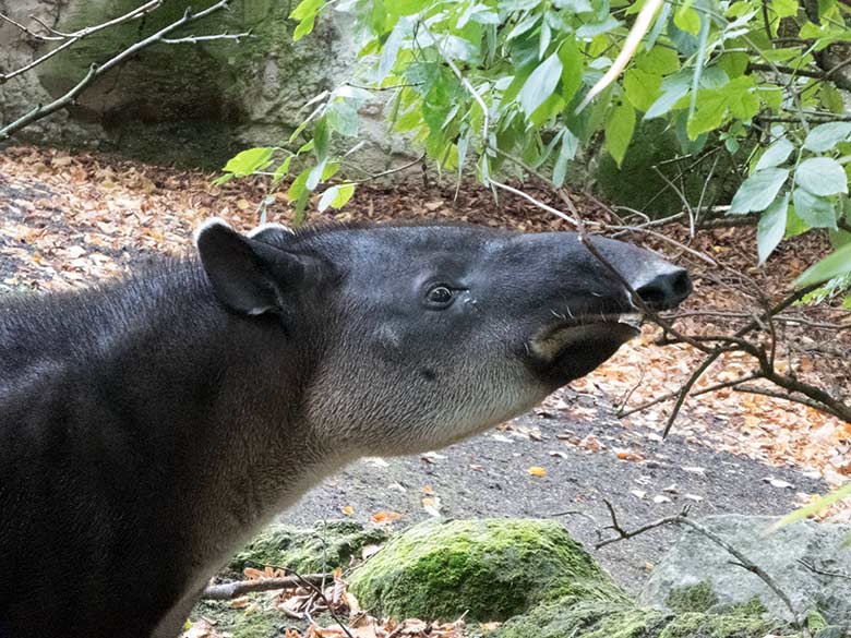 Mittelamerikanisches Tapir-Weibchen SUSANNA am 9. Oktober 2019 auf der Außenanlage am Südamerika-Haus im Zoologischen Garten der Stadt Wuppertal