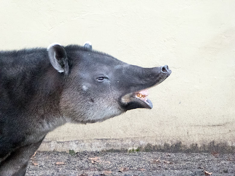 Mittelamerikanisches Tapir-Weibchen SUSANNA am 13. Januar 2020 auf der Außenanlage am Südamerika-Haus im Wuppertaler Zoo