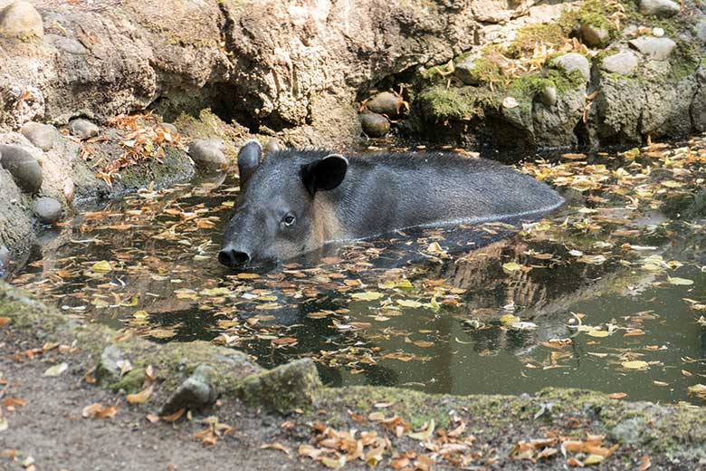 Weiblicher Mittelamerikanischer Tapir SUSANNA am 11. August 2020 im Wasser auf der Außenanlage am Südamerika-Haus im Zoologischen Garten Wuppertal