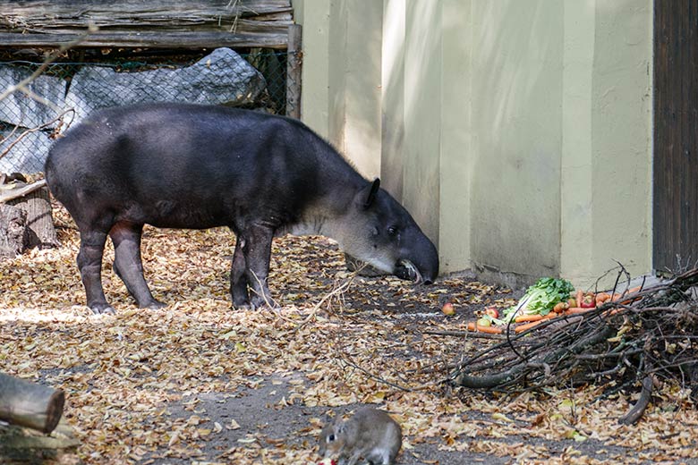 Mittelamerikanisches Tapir-Weibchen SUSANNA am 18. September 2020 auf der Außenanlage am Südamerika-Haus im Grünen Zoo Wuppertal