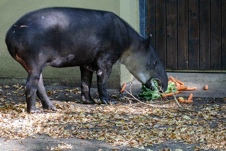 Mittelamerikanisches Tapir-Weibchen SUSANNA am 18. September 2020 auf der Außenanlage am Südamerika-Haus im Zoo Wuppertal